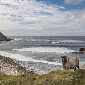 Ashleam Bay Sheep, Achill Island, Co. Mayo - Irish Landscape Photography Print
