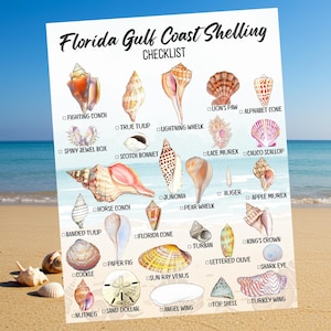 May include: A checklist of Florida Gulf Coast seashells with illustrations of each shell. The checklist includes shells such as Fighting Conch, True Tulip, Lightning Whelk, Spiny Jewel Box, Scotch Bonnet, Horse Conch, Banded Tulip, Paper Fig, Cockle, Nutmeg, Sand Dollar, Junonia, Florida Cone, Lace Murex, Calico Scallop, Pear Whelk, Turban, Auger, Apple Murex, Sun Ray Venus, Lettered Olive, King's Crown, Shark Eye, Angel Wing, Top Shell, and Turkey Wing.
