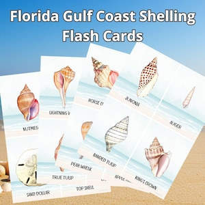 May include: Flash cards featuring watercolor illustrations of Florida Gulf Coast seashells. The cards display various shells, including the Nutmeg, Lightning V, and Junonia, with their names printed below. The text "Florida Gulf Coast Shelling Flash Cards" is at the top.