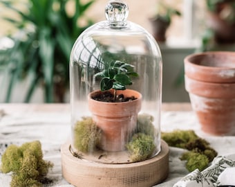 Glass Dome With Wood Base | Mother's Day Gift | Plant Terrarium | Glass Cloche | Candle Holder | Bell Jar