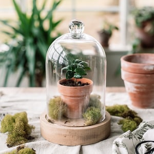 Glass Dome With Wood Base | Mother's Day Gift | Plant Terrarium | Glass Cloche | Candle Holder | Bell Jar