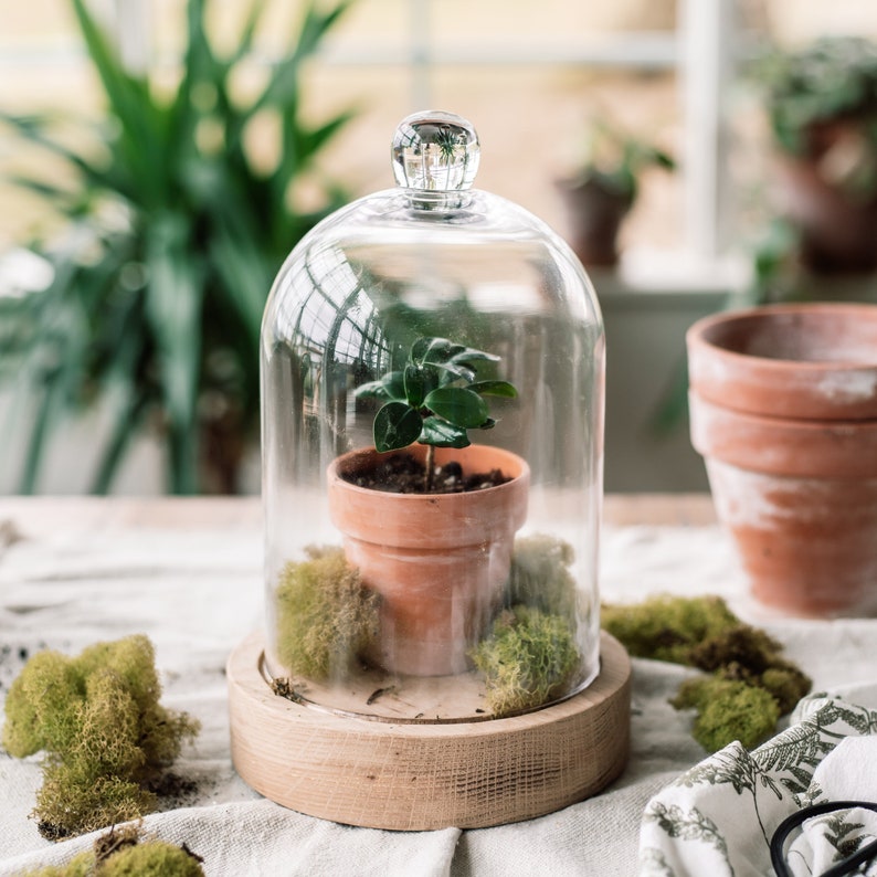 Glass Dome With Wood Base Mother's Day Gift Plant Terrarium Glass Cloche Candle Holder Bell Jar image 1
