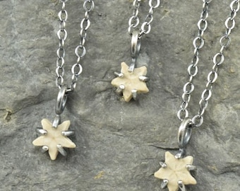 Light Toned Crinoid Star Fossil Necklaces in Sterling Silver