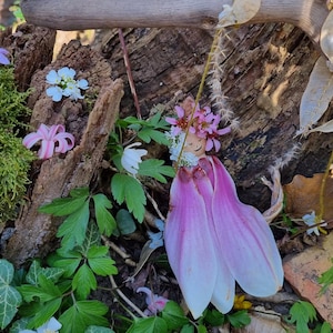 Carte postale en fleurs fée magnolia, carte fait main, création naturelle