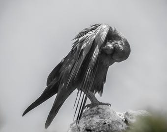 May include: A black and white photograph of a large bird, possibly a raven or crow, perched on a rock. The bird is preening its feathers, with its head tucked under its wing. The image is in grayscale, with a soft focus background.