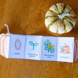 Pumpkin Life Cycle Activity - Educational Thanksgiving printable, sequencing, toddler, first grade, creative, homeschool, halloween