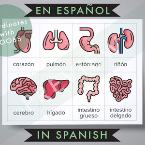 Spanish Human Organs Identification Toob Cards • en espanol • Instant Printable Montessori 3 Part Card • Flash Cards Nomenclature homeschool