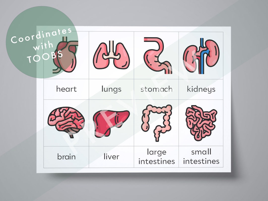 Human Organs Identification Toob Cards Instant Printable Etsy