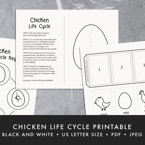 Chicken Life Cycle Activity - educational printable, spring, accordion fold, hens, chicks, sequencing, homeschool, pre-k, kindergarten