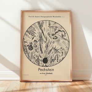 May include: A framed vintage botanical print featuring a detailed black and white illustration of various plant specimens arranged in a circular pattern. The print includes German text, with the word "Pechstein" prominently displayed.
