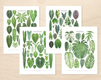 Aroid Taxonomy Print Set • Set of 4 Botanical ID Charts • Monstera, Alocasia, Philodendron, Anthurium Watercolor Fine Art Prints • Unframed