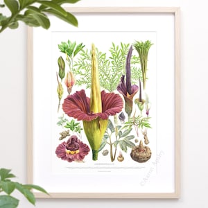 May include: Botanical illustration of an Amorphophallus plant, featuring detailed drawings of the flower, leaves, and bulb. The artwork showcases a large, maroon and yellow flower with green foliage, set against a white background, framed in a light wood frame.