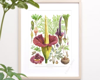 Amorphophallus Species Print • Corpse Flower species ID chart featuring 18 watercolor paintings • Unframed fine art print