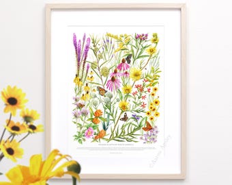 Prairie Wildflowers Print • Native Plants species ID chart featuring 23 watercolor paintings • Unframed fine art print