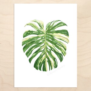 Monstera deliciosa 'Thai Constellation' Print -- Botanical Watercolor Art