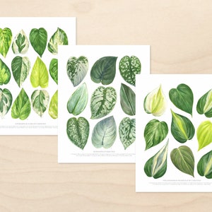 Pothos Taxonomy Print Set • Set of 3 ID Chart prints • Epipremnum aureum, Scindapsus, Philodendron hederaceum • Fine Art Prints • Unframed