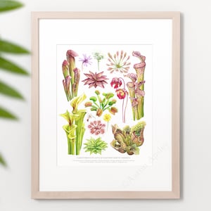 Carnivorous Plants Print • Temperate Carnivorous ID chart featuring 9 watercolor paintings • Unframed fine art print