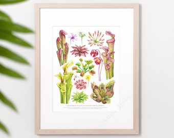 Carnivorous Plants Print • Temperate Carnivorous ID chart featuring 9 watercolor paintings • Unframed fine art print