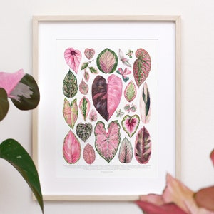 Pink Houseplant Varieties Print • Pink Houseplant species ID chart featuring 23 watercolor leaf paintings • Unframed fine art print