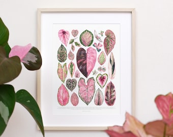 Pink Houseplant Varieties Print • Pink Houseplant species ID chart featuring 23 watercolor leaf paintings • Unframed fine art print