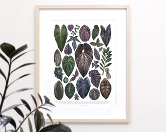 Dark Houseplant Varieties Print • Black Foliage species ID chart featuring 27 watercolor leaf paintings • Unframed fine art print