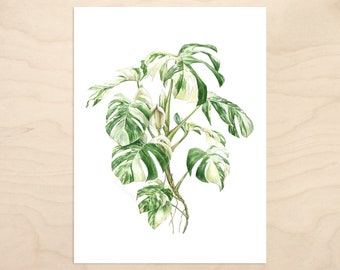 Monstera deliciosa 'Albo Borsigiana' -- Watercolor Botanical Art