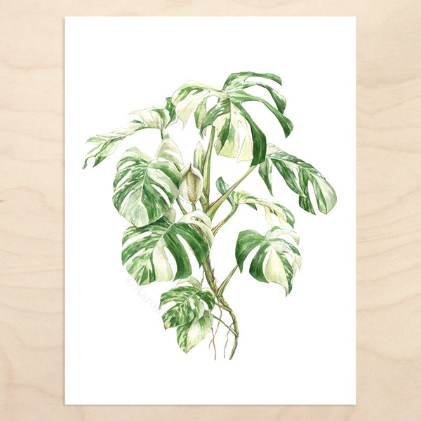 Monstera deliciosa 'Albo Borsigiana' -- Watercolor Botanical Art