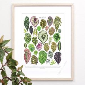 Begonia Species Print • Begonia species ID chart featuring 31 watercolor paintings • Unframed fine art print