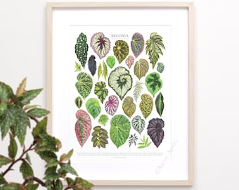 Begonia Species Print • Begonia species ID chart featuring 31 watercolor paintings • Unframed fine art print