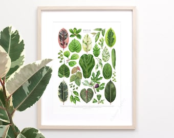 Ficus Species Print • Houseplant fig varieties ID chart featuring 25 watercolor leaf paintings • Unframed fine art print
