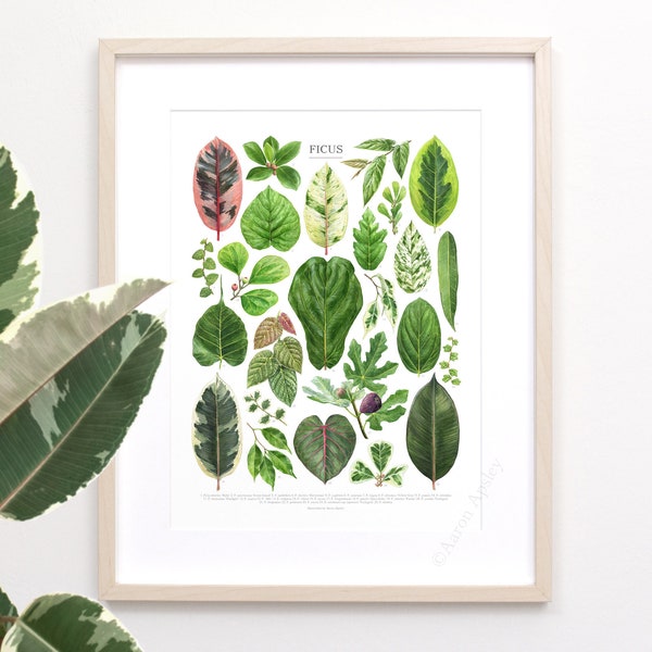 Ficus Species Print • Houseplant fig varieties ID chart featuring 25 watercolor leaf paintings • Unframed fine art print