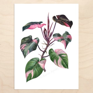 Philodendron 'Pink Princess' -- Watercolor Botanical Art