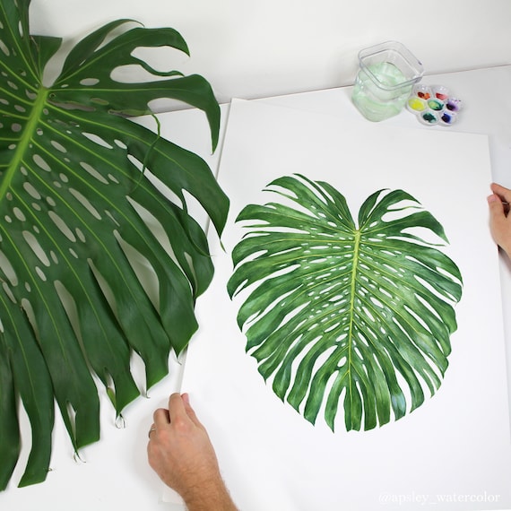 Buy Monstera Species Print  Aroid Houseplant Identification Guide  Featuring 13 Watercolor Foliage Paintings  Unframed Fine Art Print Online  in India - Etsy