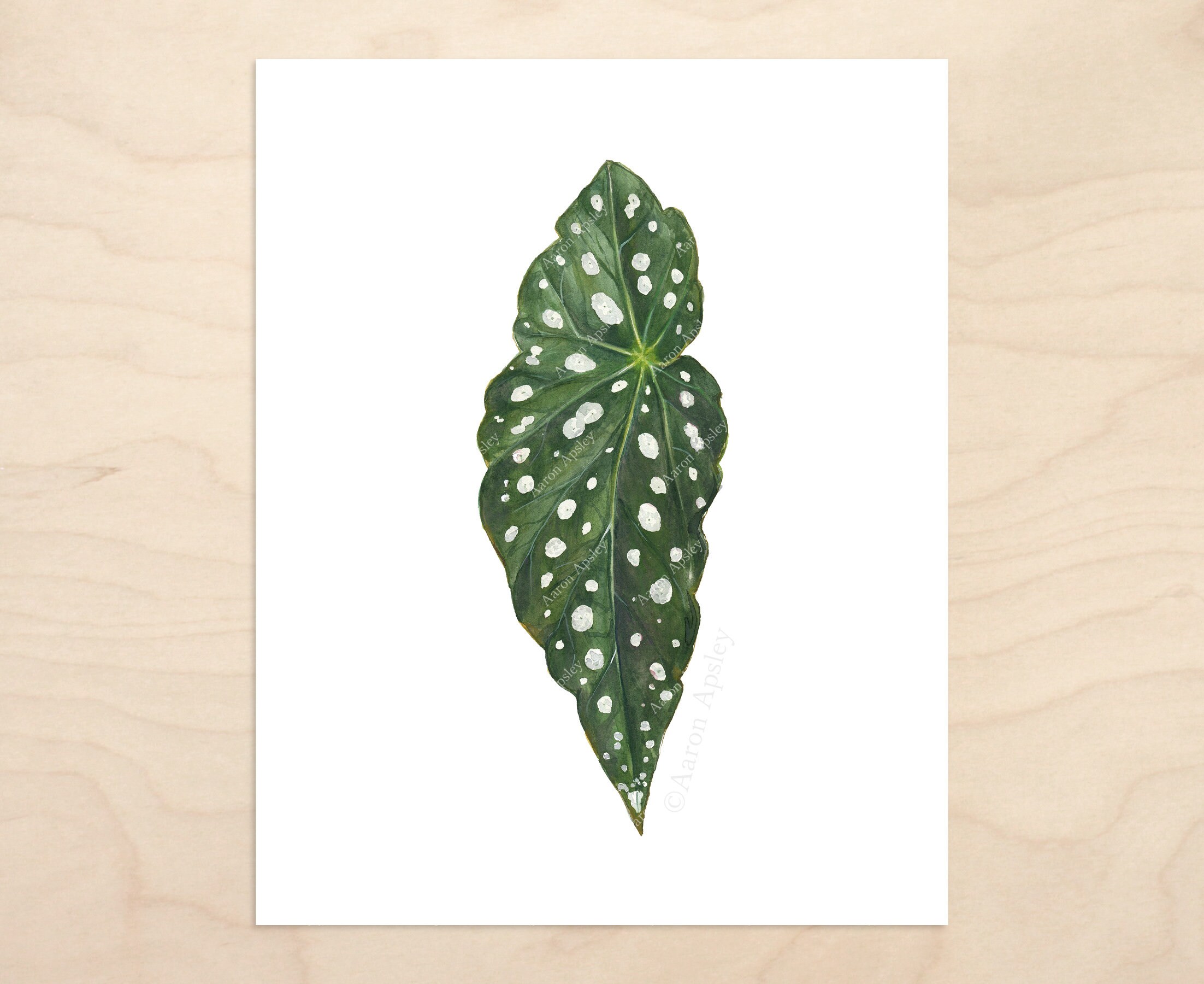 Begonia Maculata Print Botanical Watercolor Art - Etsy