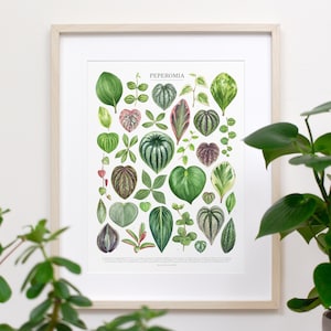 Peperomia Species Print • Peperomia varieties identification guide featuring 33 watercolor foliage paintings • Unframed fine art print