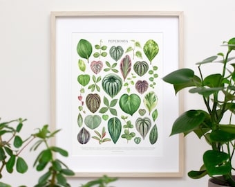 Peperomia Species Print • Peperomia varieties identification guide featuring 33 watercolor foliage paintings • Unframed fine art print