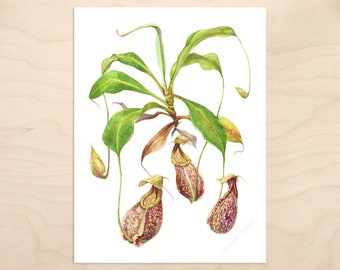 Nepenthes rafflesiana Print -- Watercolor Botanical Art