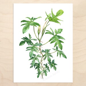 Philodendron pedatum Print image 2