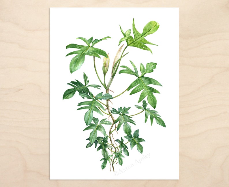 Philodendron pedatum Print image 2