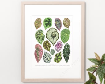 Begonia Species Print • Begonia species ID chart featuring 14 watercolor paintings • Unframed fine art print