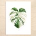 Monstera deliciosa 'albo borsigiana' Print -- Botanical Watercolor Art 