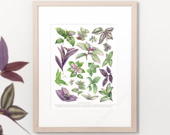 Tradescantieae Species Print • ID chart featuring 18 watercolor paintings • Unframed fine art print
