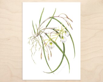 Brassavola Orchid Print -- Watercolor Botanical Art