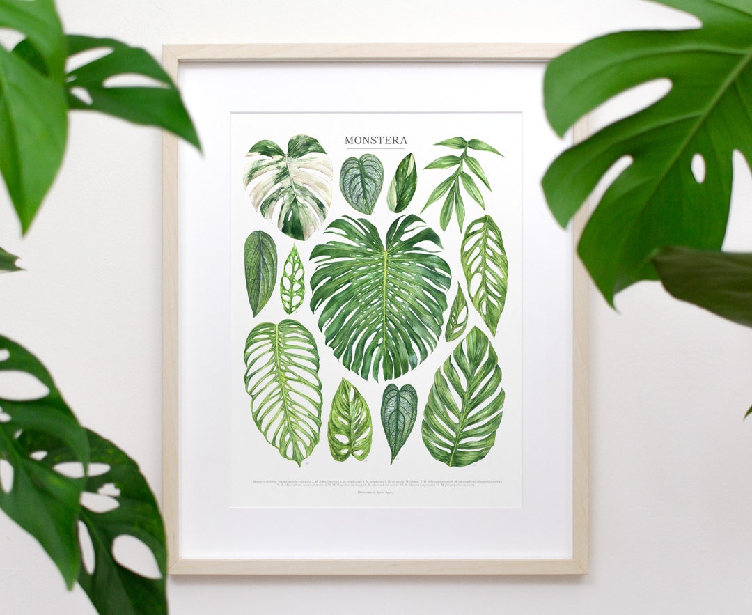 philodendron selloum care Big Leaf Philodendron