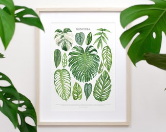 Monstera Species Print • Aroid houseplant identification guide featuring 13 watercolor foliage paintings • Unframed fine art print