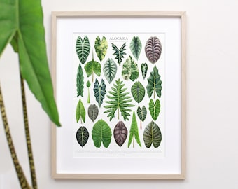 Alocasia Species Print • Rare Elephant Ear varieties ID chart featuring 24 watercolor leaf paintings • Unframed fine art print