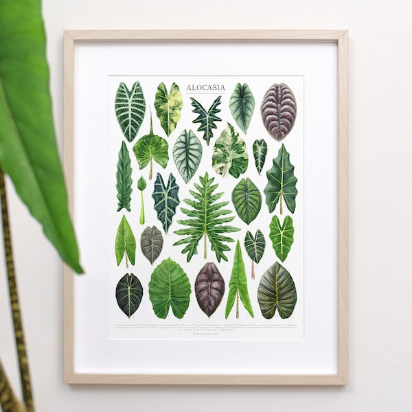 Alocasia Species Print • Rare Elephant Ear varieties ID chart featuring 24 watercolor leaf paintings • Unframed fine art print
