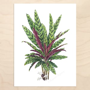 Calathea lancifolia -- Watercolor Botanical Art