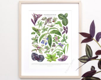 Tradescantia Species Print • Spiderwort varieties ID chart featuring 28 watercolor leaf paintings • Unframed botanical fine art print