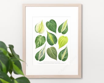 Philodendron hederaceum Print • Heartleaf philodendron species ID chart featuring 9 watercolor leaf paintings • Unframed fine art print